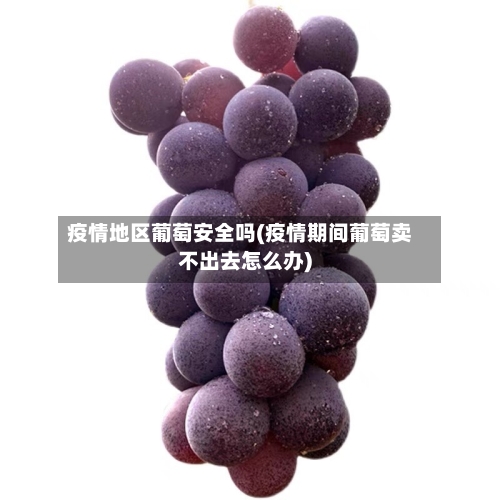 疫情地区葡萄安全吗(疫情期间葡萄卖不出去怎么办)