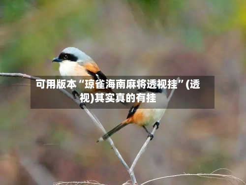 可用版本“琼雀海南麻将透视挂	”(透视)其实真的有挂-第2张图片