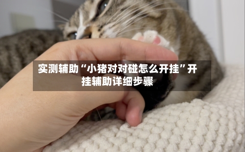 实测辅助“小猪对对碰怎么开挂	”开挂辅助详细步骤-第2张图片