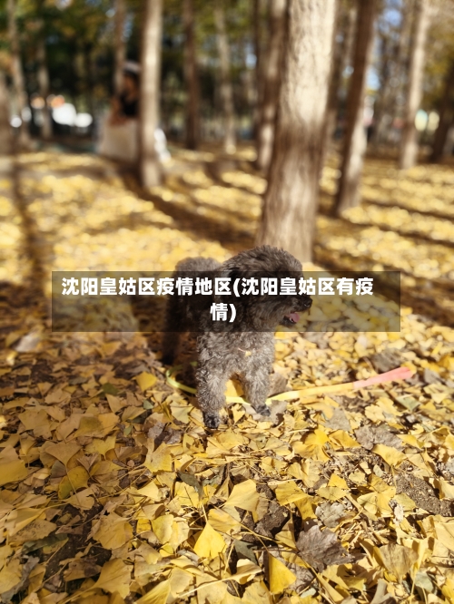 沈阳皇姑区疫情地区(沈阳皇姑区有疫情)-第2张图片